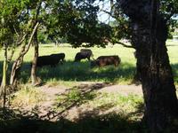 6_Camargue (26) &ndash; &copy; Isabel Schirmer (Eberhardt TRAVEL)
