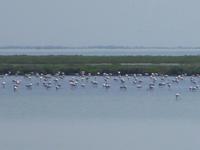 6_Camargue (37) &ndash; &copy; Isabel Schirmer (Eberhardt TRAVEL)