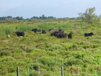 6_Camargue (6) &ndash; &copy; Isabel Schirmer (Eberhardt TRAVEL)