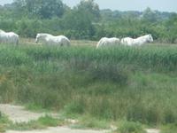 Camargue &ndash; &copy; Sandra Rößle (Eberhardt TRAVEL)