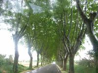 Alpillen Platenenallee &ndash; &copy; Sandra Rößle (Eberhardt TRAVEL)