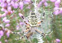 283Fauna ... &ndash; &copy; Birgit Janosch (Eberhardt TRAVEL)