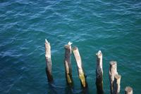 518St.Malo &ndash; &copy; Birgit Janosch (Eberhardt TRAVEL)