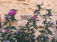 362_Ausflug ins Beaujolais &ndash; &copy; Birgit Janosch (Eberhardt TRAVEL)