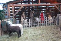 067. Weihnachtsmarkt Obernai &ndash; &copy; Sophie Hof (Eberhardt TRAVEL)
