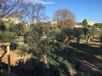 Parc des Arènes im Stadtteil Cimiez.JPG &ndash; &copy; Birgit Janosch (Eberhardt TRAVEL)