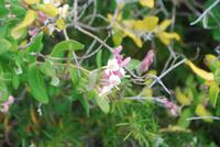 Macchia-Blumen &ndash; &copy; Sophie Hof (Eberhardt TRAVEL)
