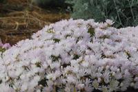 Blumen &ndash; &copy; Sophie Hof (Eberhardt TRAVEL)