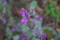 Lavendel &ndash; &copy; Sophie Hof (Eberhardt TRAVEL)