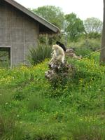 Champrepus Parc Paysager et Zoologique &ndash; &copy; Beate Schroedter (Eberhardt TRAVEL)
