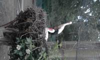 Symbol des Elsass - der Storch &ndash; &copy; Katrin Kerpa (Eberhardt TRAVEL)