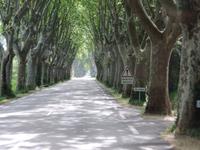 38 Allee  im Luberon &ndash; &copy; Astrid Lang (Eberhardt TRAVEL)
