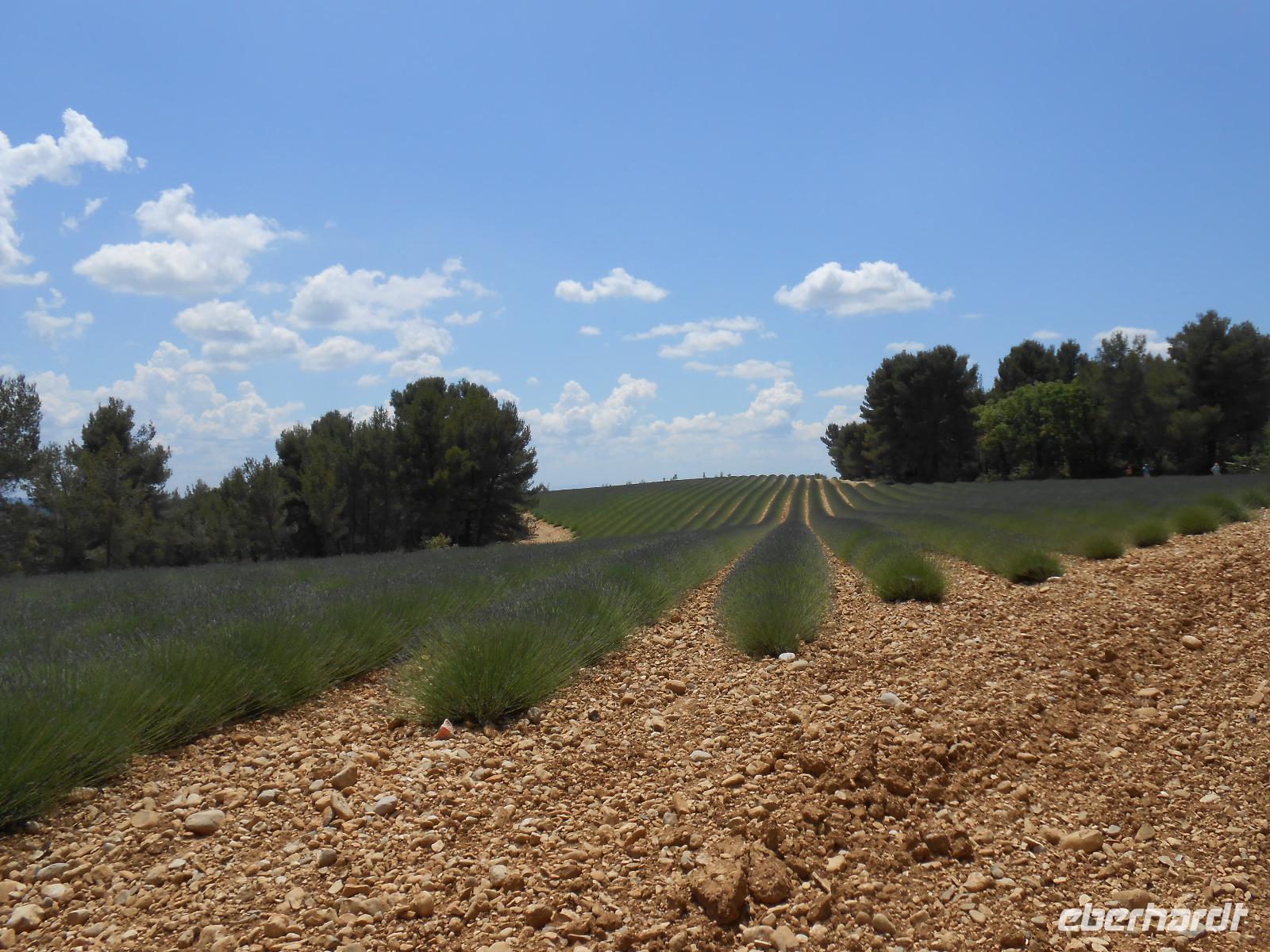 044. Lavendelfelder bei Valensole &ndash; &copy; Sophie Hof (Eberhardt TRAVEL)