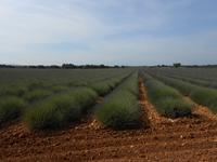 034. Hochebene von Valensole &ndash; &copy; Sophie Hof (Eberhardt TRAVEL)