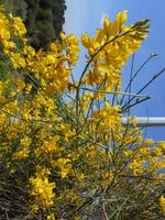 040. Ginster &ndash; &copy; Sophie Hof (Eberhardt TRAVEL)