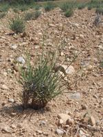 041. Lavendel &ndash; &copy; Sophie Hof (Eberhardt TRAVEL)