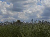 042. Lavendel &ndash; &copy; Sophie Hof (Eberhardt TRAVEL)