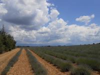 045. Lavendelfelder bei Valensole &ndash; &copy; Sophie Hof (Eberhardt TRAVEL)