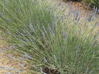 046. Lavendel &ndash; &copy; Sophie Hof (Eberhardt TRAVEL)