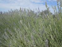 094. Lavendel &ndash; &copy; Sophie Hof (Eberhardt TRAVEL)