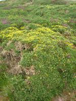  Cap Frehel Wiesen &ndash; &copy; Beate Schroedter (Eberhardt TRAVEL)