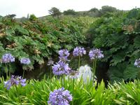 Jardin Botanique de Vauville &ndash; &copy; Beate Schroedter (Eberhardt TRAVEL)
