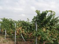 Weingut Ruhlmann &ndash; &copy; Kerstin Hugel (Eberhardt TRAVEL)