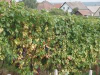 Weingut Ruhlmann &ndash; &copy; Kerstin Hugel (Eberhardt TRAVEL)