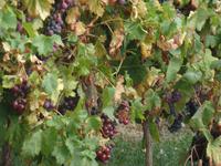 Weingut Ruhlmann &ndash; &copy; Kerstin Hugel (Eberhardt TRAVEL)