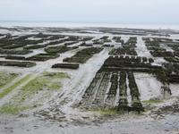 Austernzucht Cancale &ndash; &copy; Jürgen Schmeißer (Eberhardt TRAVEL)