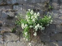 Concarneau &ndash; &copy; Jürgen Schmeißer (Eberhardt TRAVEL)