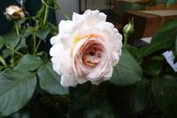 Blumenmarkt (3) &ndash; &copy; Gabriele Sauer (Eberhardt TRAVEL)