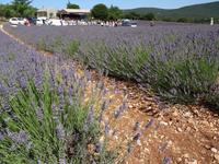 Ausflug in die Ardeche - Lavendelfeld &ndash; &copy; Hans-Joachim Trutz (Eberhardt TRAVEL)