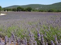 Ausflug in die Ardeche - Lavendelfeld &ndash; &copy; Hans-Joachim Trutz (Eberhardt TRAVEL)