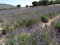 Ausflug in die Ardeche - Lavendelfelder ohne Ende &ndash; &copy; Hans-Joachim Trutz (Eberhardt TRAVEL)