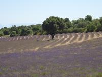 Ausflug in die Ardeche - Lavendelfelder ohne Ende &ndash; &copy; Hans-Joachim Trutz (Eberhardt TRAVEL)