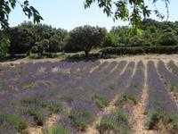 Ausflug in die Ardeche - Lavendelfelder ohne Ende &ndash; &copy; Hans-Joachim Trutz (Eberhardt TRAVEL)