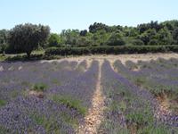 Ausflug in die Ardeche - Lavendelfelder ohne Ende &ndash; &copy; Hans-Joachim Trutz (Eberhardt TRAVEL)