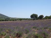 Ausflug in die Ardeche - Lavendelfelder ohne Ende &ndash; &copy; Hans-Joachim Trutz (Eberhardt TRAVEL)
