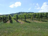 049. Weinbergen &ndash; &copy; Sophie Hof (Eberhardt TRAVEL)