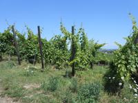 051. Weinbergen &ndash; &copy; Sophie Hof (Eberhardt TRAVEL)