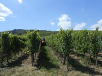 054. Weinbergen &ndash; &copy; Sophie Hof (Eberhardt TRAVEL)