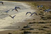 La Pornichet (8) &ndash; &copy; Gabriele Sauer (Eberhardt TRAVEL)