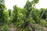 Weingüter im Médoc (6) &ndash; &copy; Gabriele Sauer (Eberhardt TRAVEL)