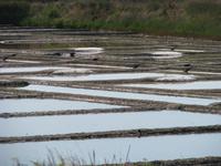 Guerande-Salz &ndash; &copy; Roswitha Zytowski (Eberhardt TRAVEL)