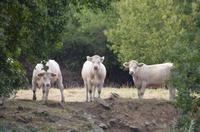 An der Loire &ndash; &copy; Roswitha Zytowski (Eberhardt TRAVEL)