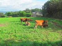 Jersey &ndash; &copy; Maite Floris-Moser (Eberhardt TRAVEL)