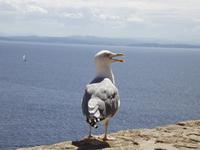 Möwe &ndash; &copy; Christina Schlawis (Eberhardt TRAVEL)
