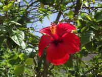 Hibiskus &ndash; &copy; Christina Schlawis (Eberhardt TRAVEL)