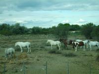 Camargue-Pferde &ndash; &copy; Anne-Katrin Müller (Eberhardt TRAVEL)